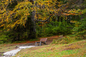 Tall trees and park bench with colorful foliage in autumn time in Bavaria, Germany.