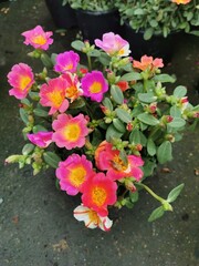 Moss rose, Portulaca grandiflora, is a drought and heat-tolerant annual native to hot, dry plains in Argentina, southern Brazil, and Uruguay. 