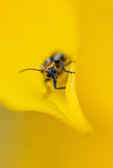 Close up macro picture of a Soldier Beetle on a bright yellow sunflower 