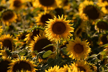 Fototapeta premium Beautiful field of sunflowers captured during golden hour