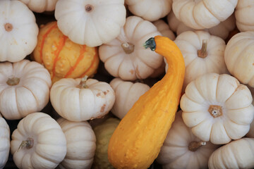 Many yellow and white pumpkins up for sale in the market.