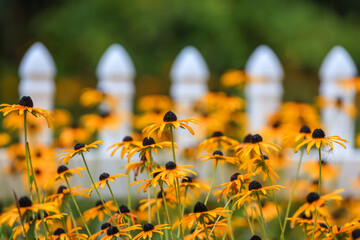 Yellow black-eyed Susan flowers in the garden