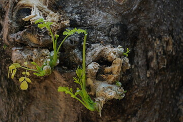 New shoots on the tree trunk