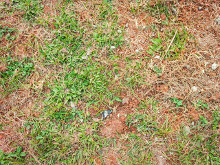 grass that has started to dry and empty until you can see the ground