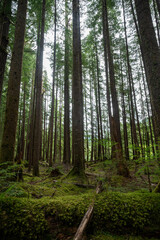 Obraz premium Beautiful Olympic National park in Washington