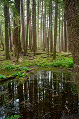 Obraz premium Beautiful Olympic National park in Washington