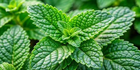 Fresh green mint leaves of Papua New Guinea origin, with delicate white veins and serrated edges, growing densely on a lush herbal plant stem.