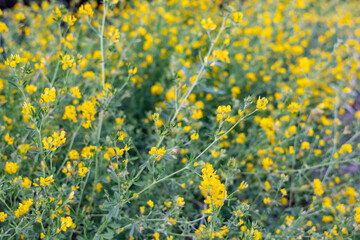 Medicago falcata is a plant species of the genus Medicago. yellow lucerne, sickle alfalfa, yellow-flowered alfalfa, yellow alfalfa, sickle medick and yellow medick. Healy Alaska