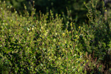 Betula glandulosa, the American dwarf birch, also known as resin birch or shrub birch, Healy Alaska