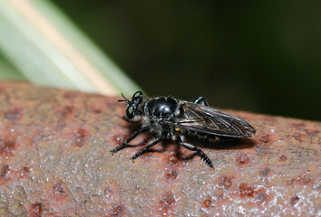 トゲツヤヘラクチイシアブが夏日に焼ける錆びた鉄管の上で休息中（自然光マクロ接写）