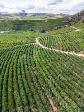 Aerial drone view of a conilon coffee plantation with rocky mountains in background in the rural area of Aguia Branca, Espirito Santo, Brazil.
