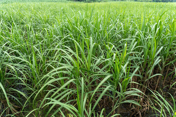 Sugarcane field with white isolated background.