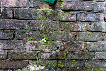 Old concrete block wall with moss growing on it