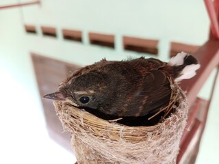 A small malaysian pied fantail (Rhipidura javanica)  two  bird chicks in  their nest  on buiding...