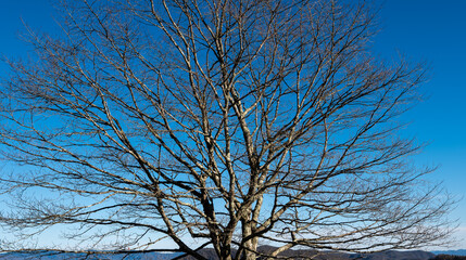 A single large and stately tree with many branches and no leaves, isolated on a mostly blue sky.