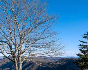 A leafless tree and an evergreen tree with mountains in the distance and a blue sky.
