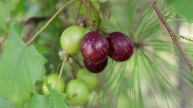 Slow-Motion Shot of a Batch of Green and Purple Muscadine Grapes hanging from a Grapevine on a Pine Tree	

