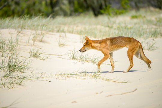 Lone dingo walking across grassy sand