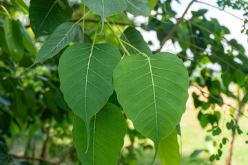 Ficus religiosa or sacred fig