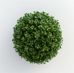 Fototapeta premium a small green ball of leaves on a white surface