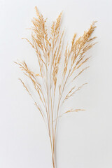 Fototapeta premium a bunch of dried grass on a white surface