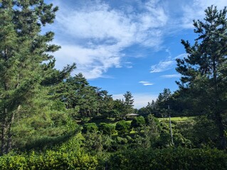 Obraz premium forest and sky