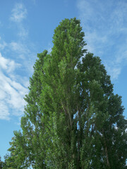 Fototapeta premium 木と空