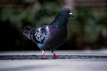 Pigeon Closeup