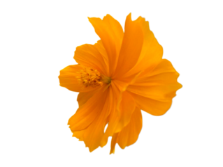 orange flower isolated on white background