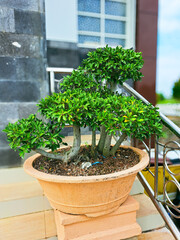 Green and large bonsai plants in a pot for ornamental plants in the home or office yard