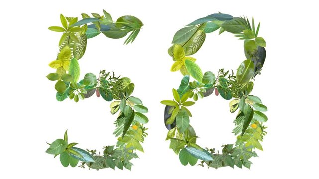 58, the number is formed from the arrangement of fallen leaves, suitable for birthday, anniversary and memorial day templates	
