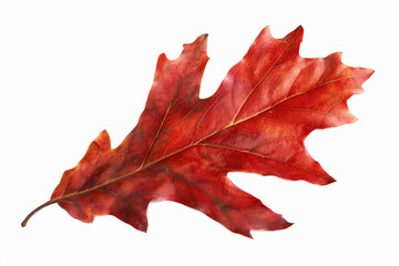 Fototapeta premium a single red leaf on a white background