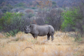 Fototapeta premium Lone Black Rhino in the african bush