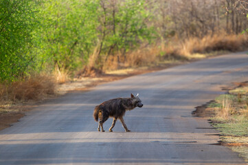 Brown hyena walking across a road in national park