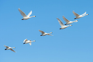 【資料：渡り鳥】力強く飛ぶ白鳥