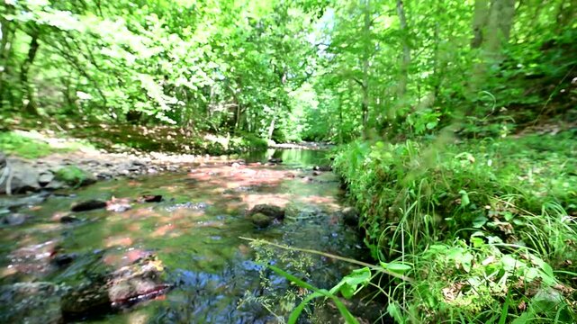 Stream in the igneada national park  forest