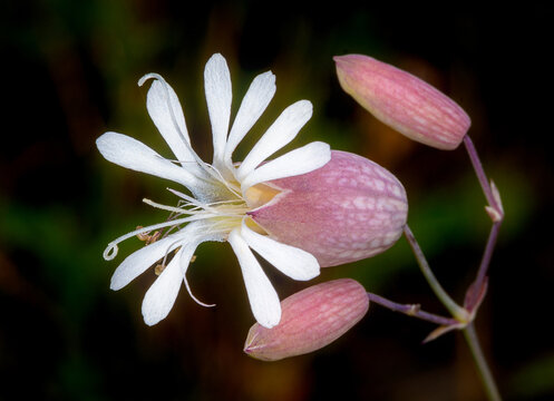 Close-up image of a  white Bladder Campion flower (Silene vulgaris) on dark background.