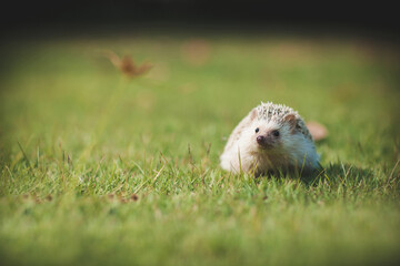 Fototapeta premium Little hedgehog on the lawn