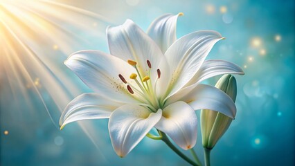 Delicate white lily bloom with intricate petals and golden anthers centered on a soft light blue background, creating a serene and peaceful atmosphere.