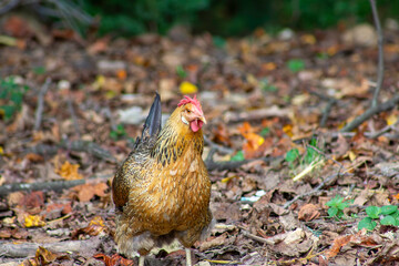 Solo Hen 