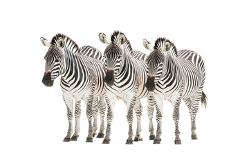 Fototapeta premium Three Zebras Standing Together in a Row