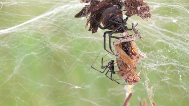 Die Spinne schwarze Witwe bei der Paarung, &Uuml;berblick und close up, Latrodectus menavodi