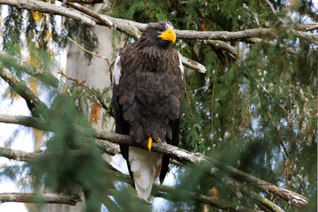 Steller's Sea Eagle Perched on a Branch in Forest Setting © Derrick