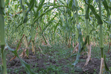 A cornfield with tall green plants, some of which have dried leaves and spots on the stalks that show signs of decay