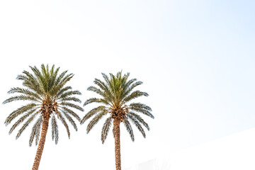 Obraz premium Two Palm Trees Against a White Sky