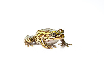 Naklejka premium Green and Brown Frog on White Background