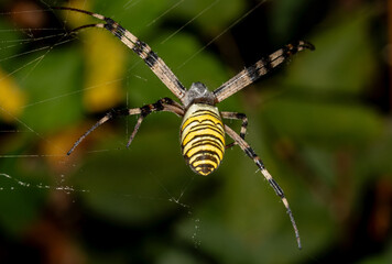 Vespid spider close-up, detailed arachnid photo.