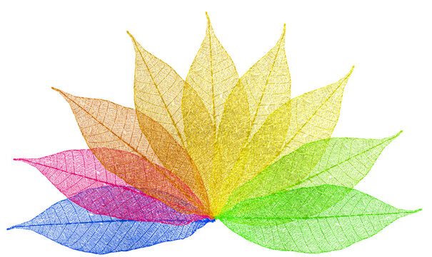 Feuilles s&egrave;ches couleurs 