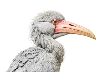 Fototapeta premium Close-up Portrait of Shoebill Stork with White Background