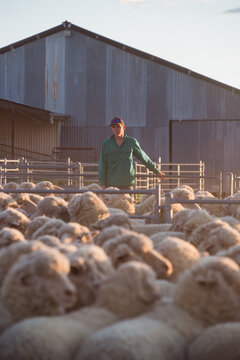 Farmer standing with a flock of sheep
